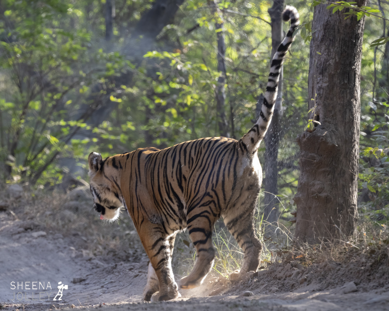 Bengal tigress scent marking.jpg - India
